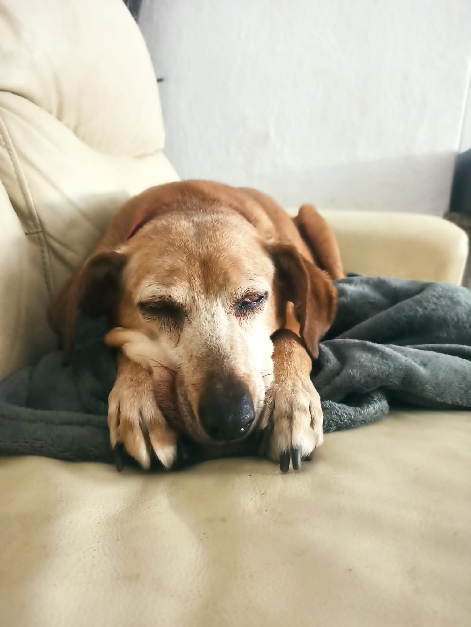 Hund