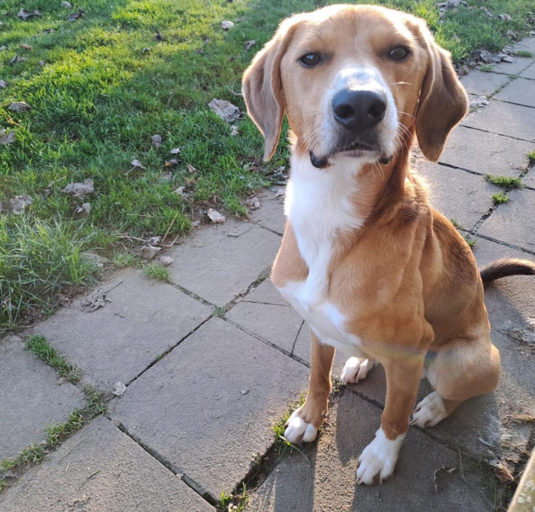 Toffee